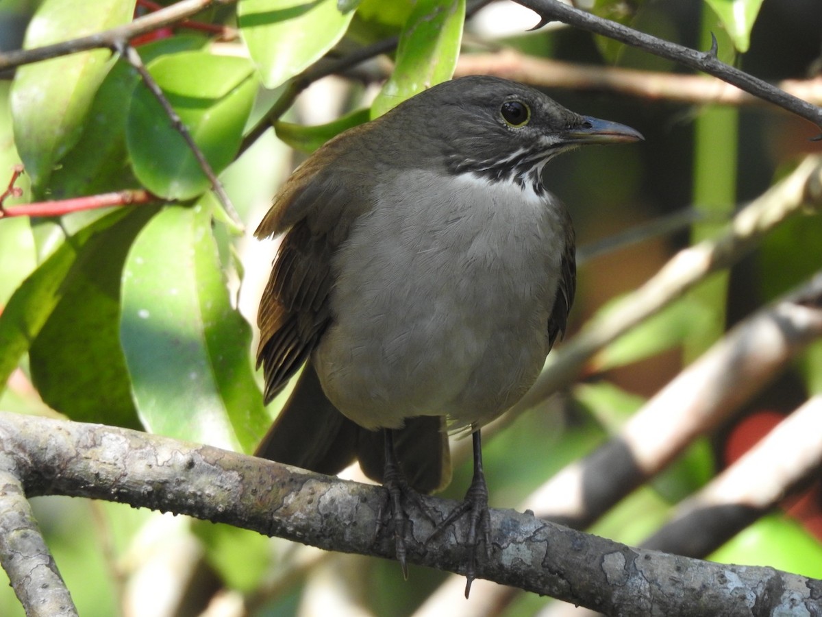 White-throated Thrush - ML543520481