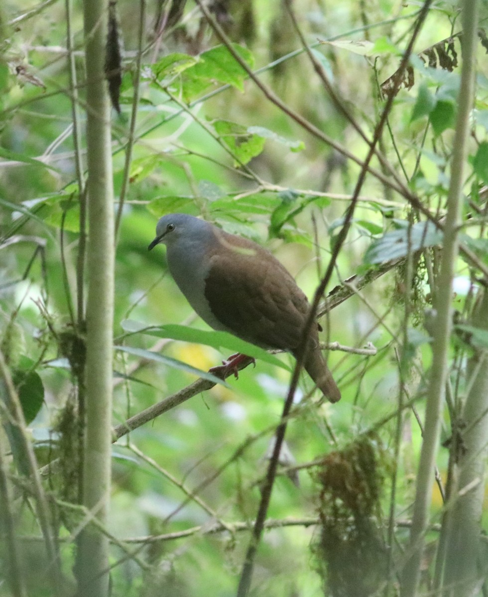 Gray-headed Dove (Brown-backed) - ML543521431