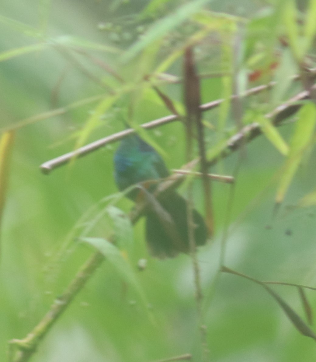 kolibřík modrouchý - ML543523121
