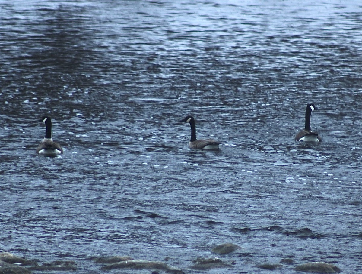 Canada Goose - dawson hamby