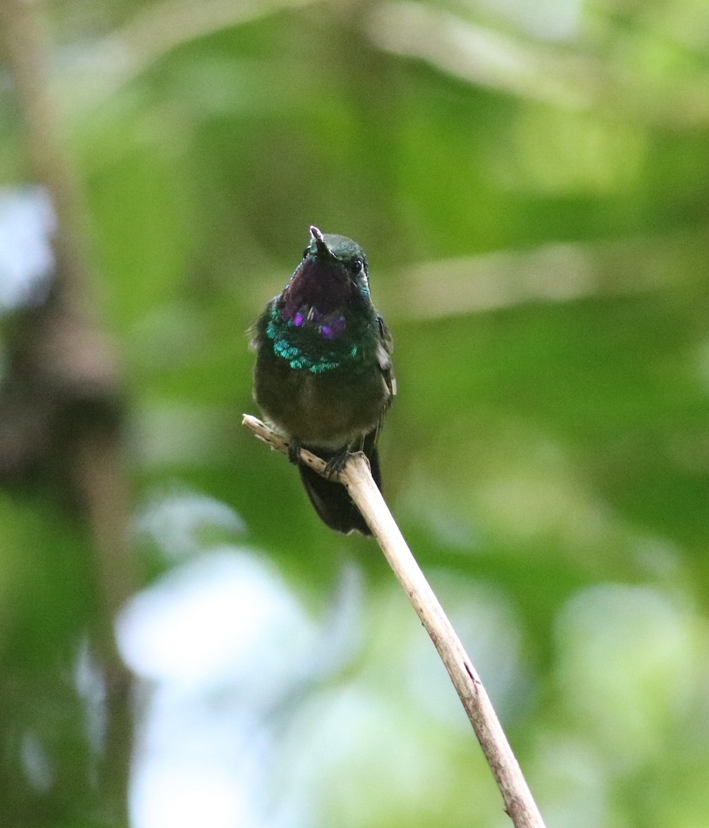 kolibřík fialovohrdlý - ML543523281