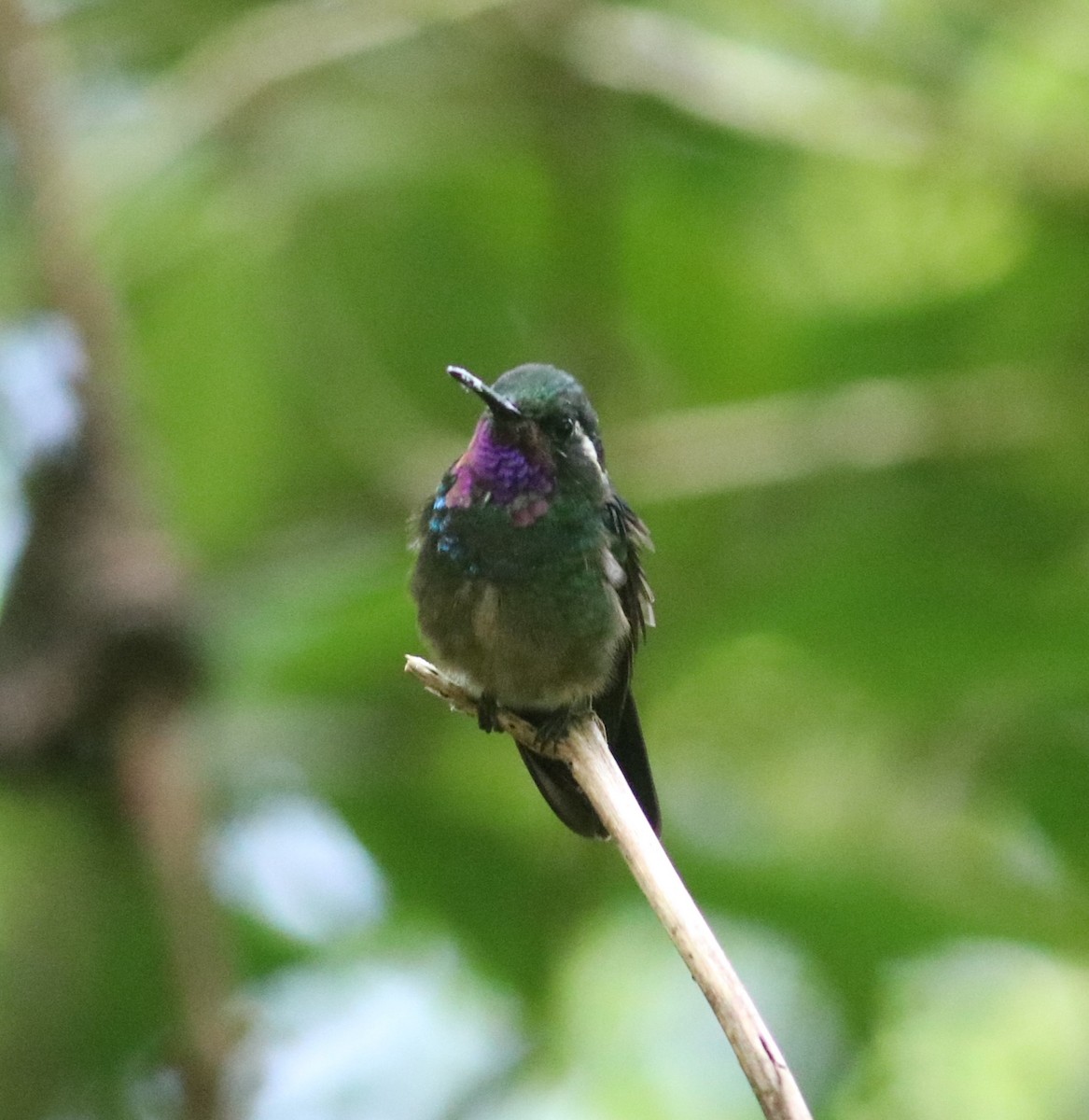 kolibřík fialovohrdlý - ML543523291