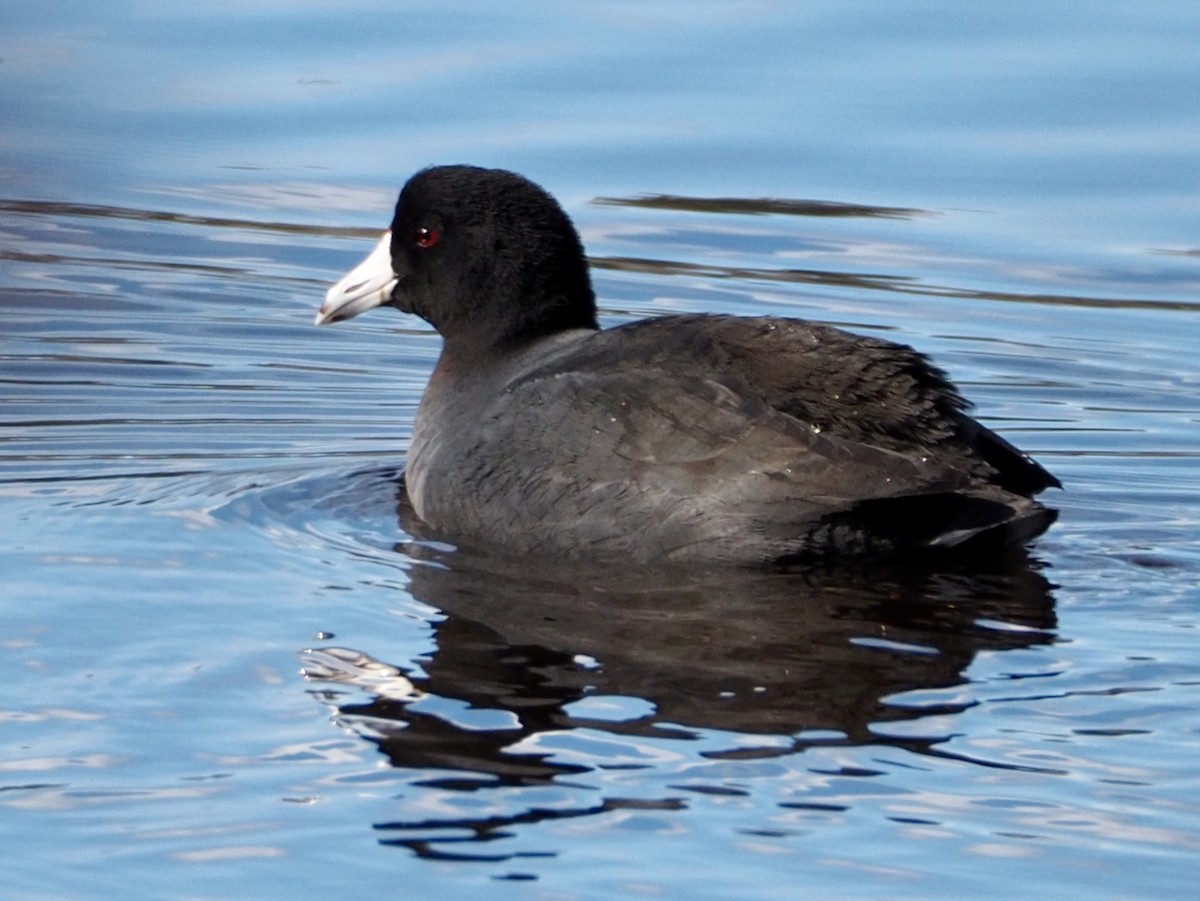 American Coot - ML543524211