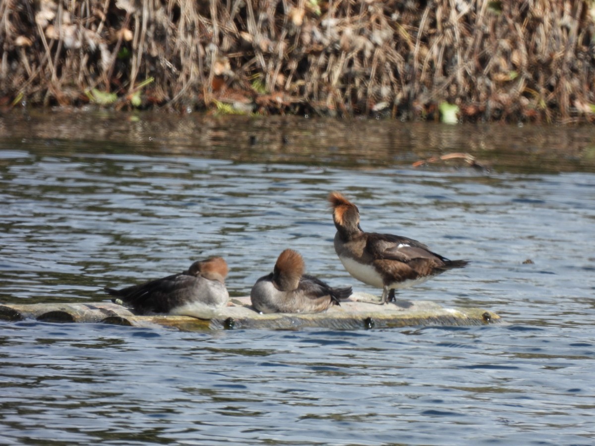 Hooded Merganser - ML543524481