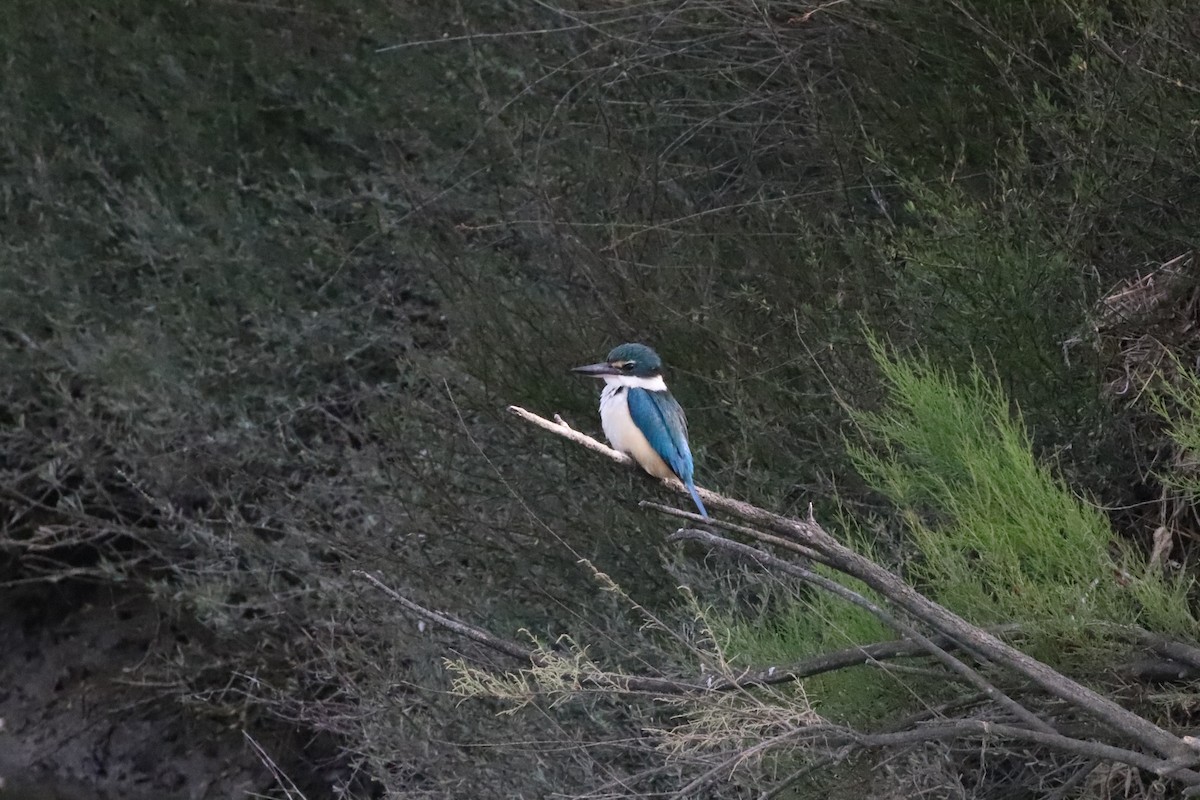 Sacred Kingfisher (New Zealand) - ML543524661