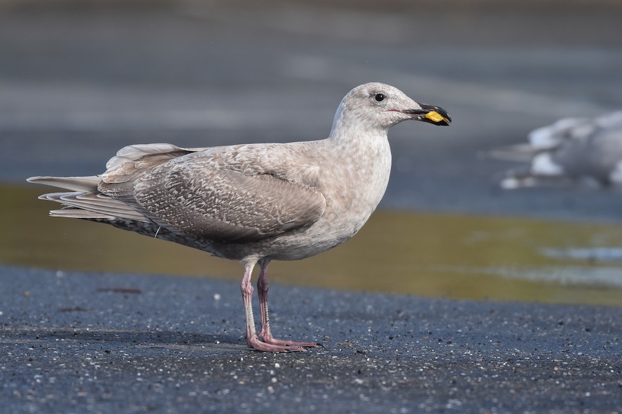 Western x Glaucous-winged Gull (hybrid) - eBird