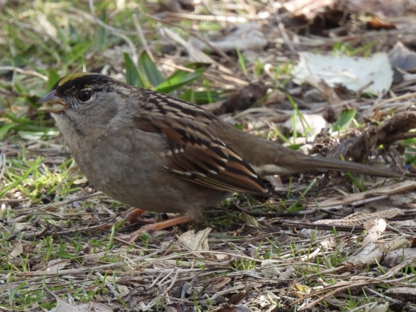 Bruant à couronne dorée - ML543524831