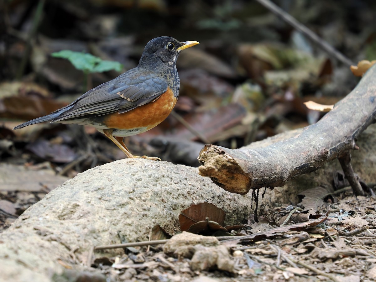 Black-breasted Thrush - ML543525001