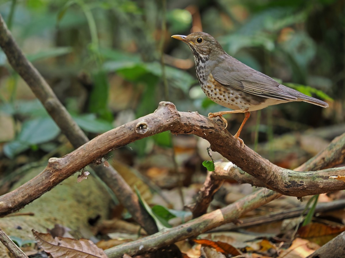 Japanese Thrush - James Eaton