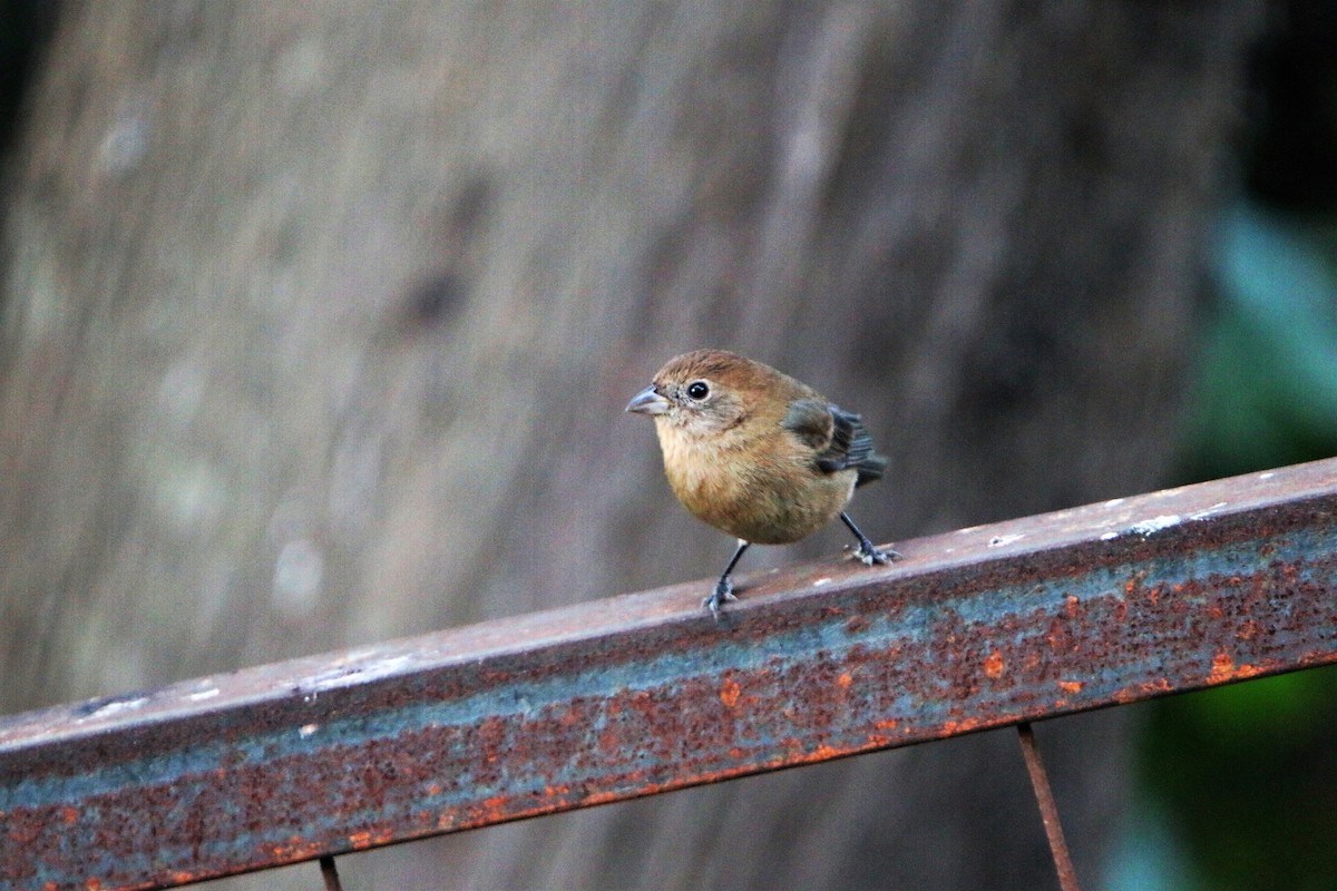 Passerin indigo - ML543526171