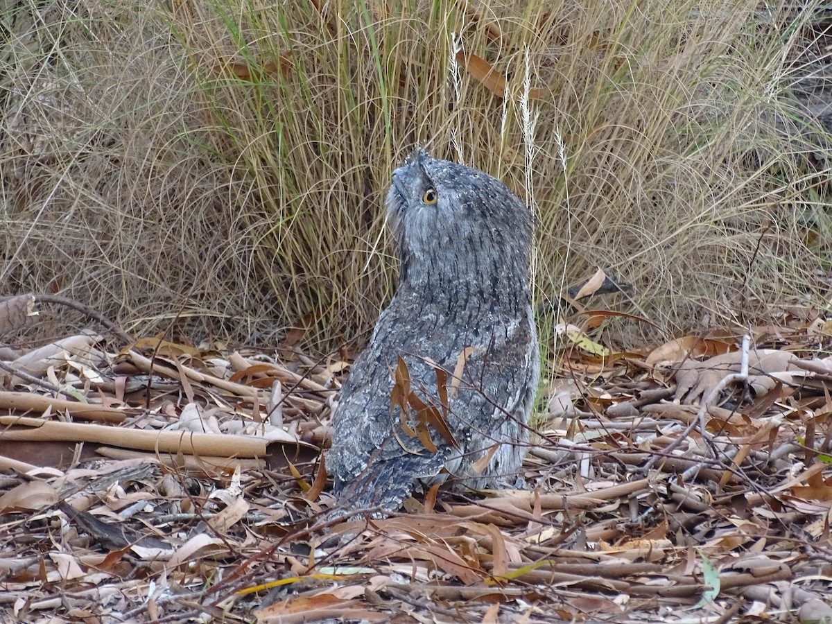 Tawny Frogmouth - Robert Morison and Joyce Ives