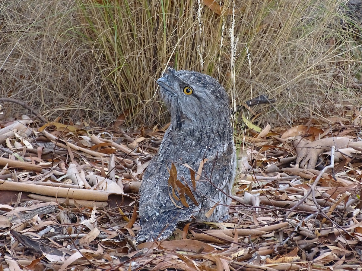 Tawny Frogmouth - Robert Morison and Joyce Ives