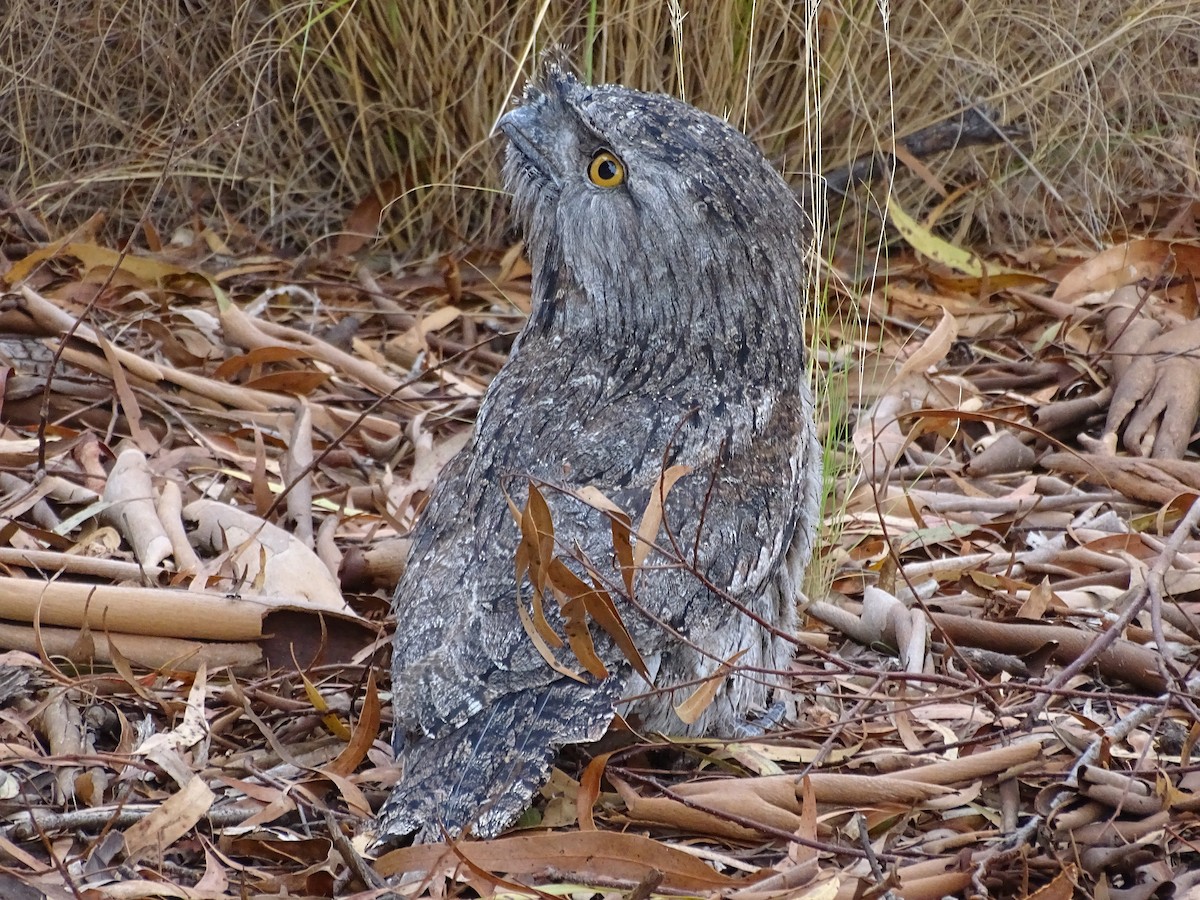 Tawny Frogmouth - Robert Morison and Joyce Ives