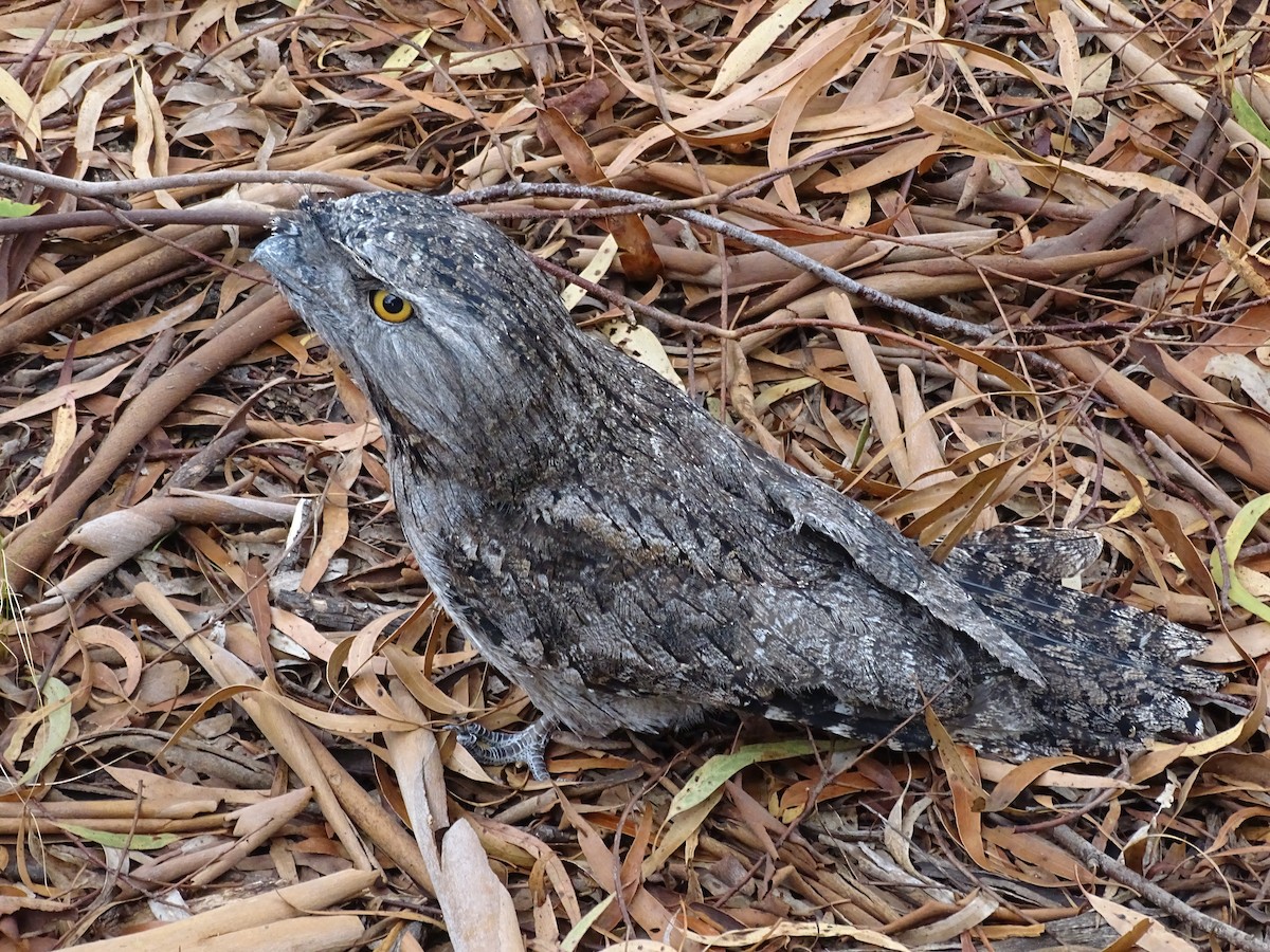 Tawny Frogmouth - Robert Morison and Joyce Ives