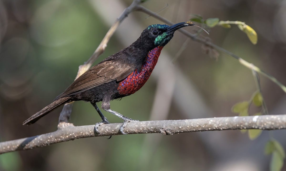 Scarlet-chested Sunbird - Paul Fenwick