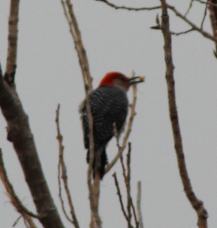 Red-bellied Woodpecker - ML543527471