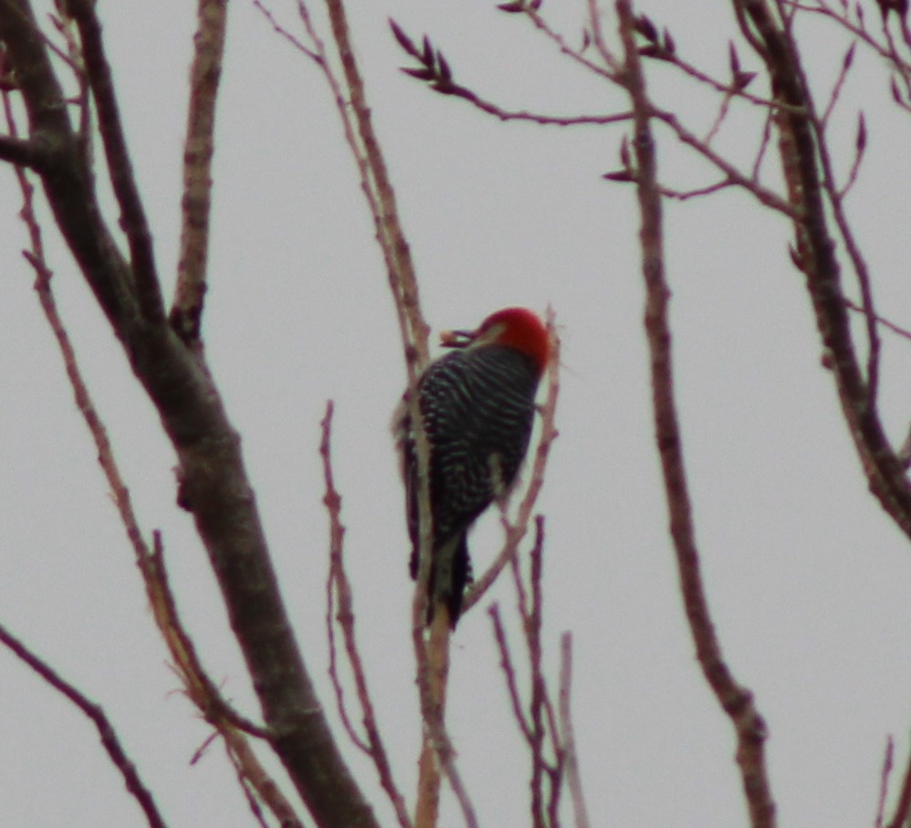 Red-bellied Woodpecker - ML543527481