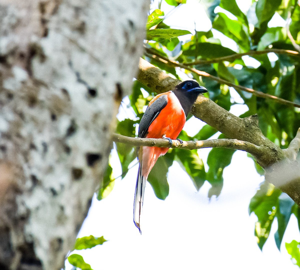 Trogon de Malabar - ML543527971