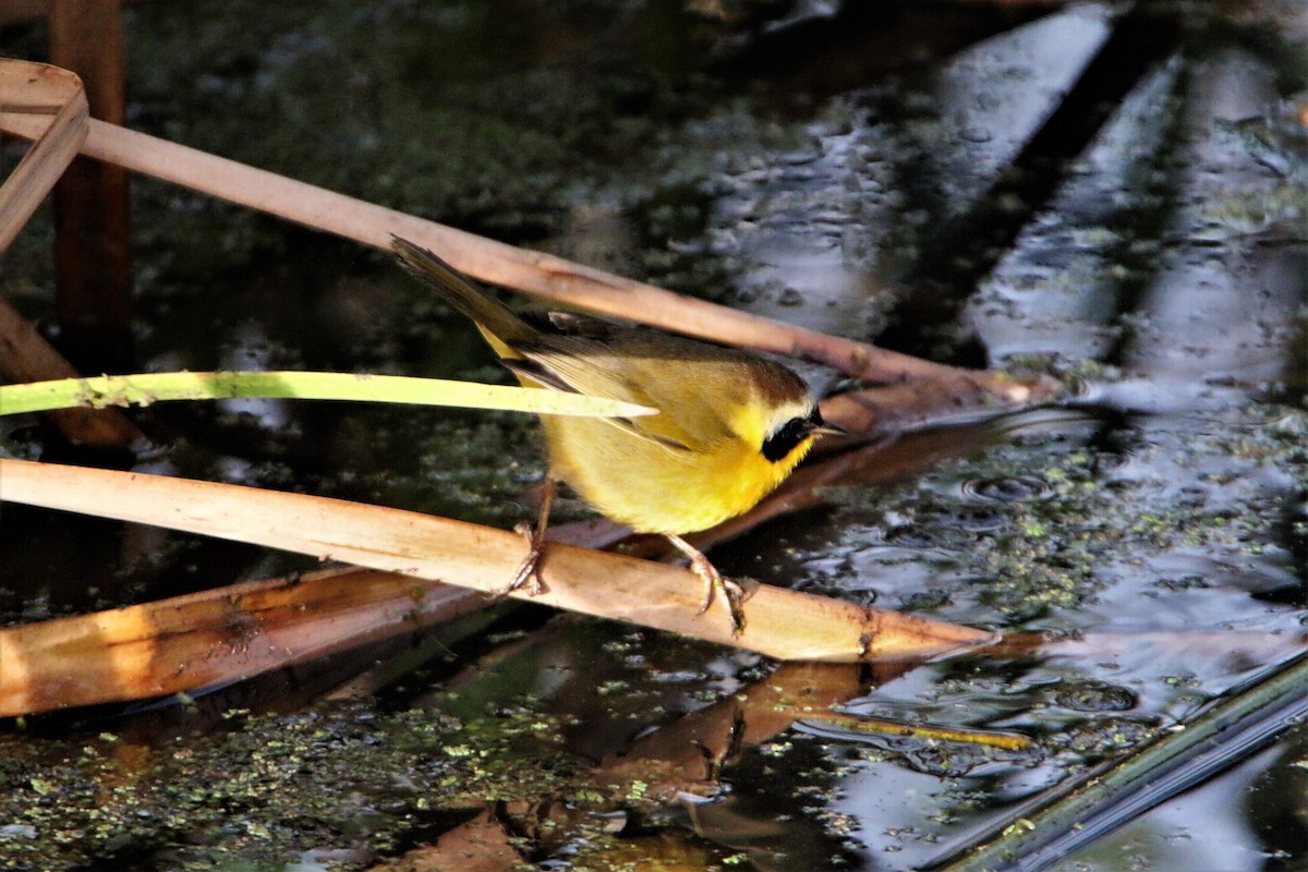 Paruline masquée - ML543528091