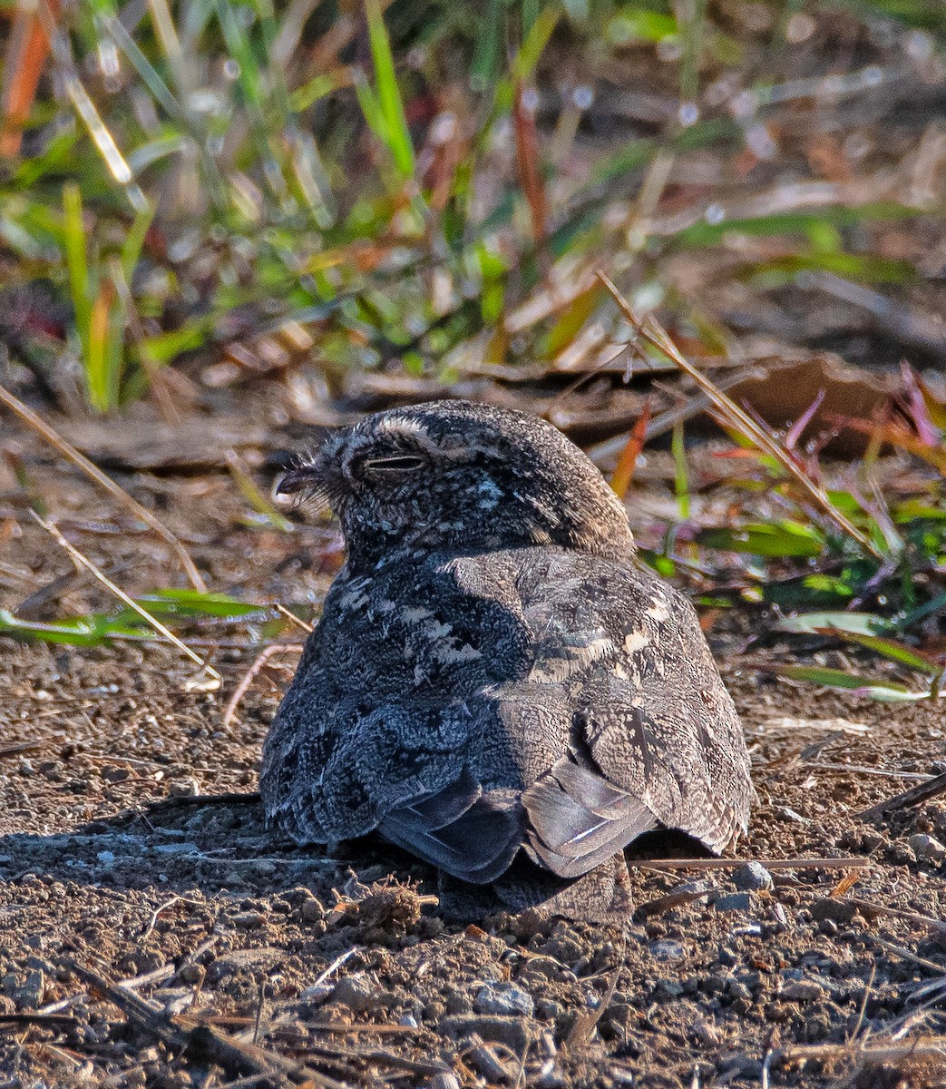 Chirruping Nightjar - ML543528321