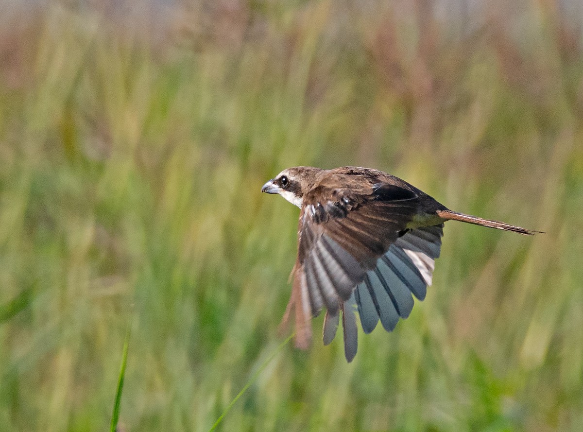 Brown Shrike - ML543528381