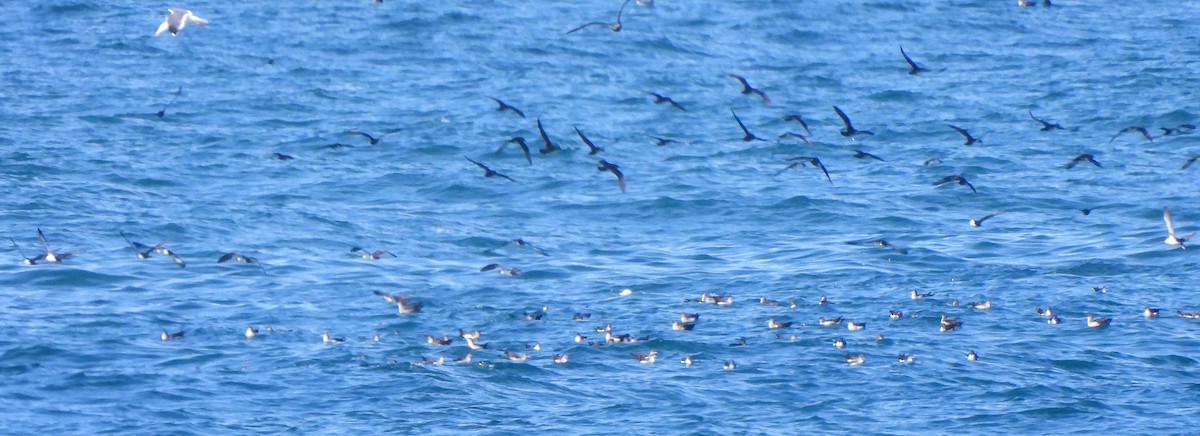 Black-vented Shearwater - ML543530401