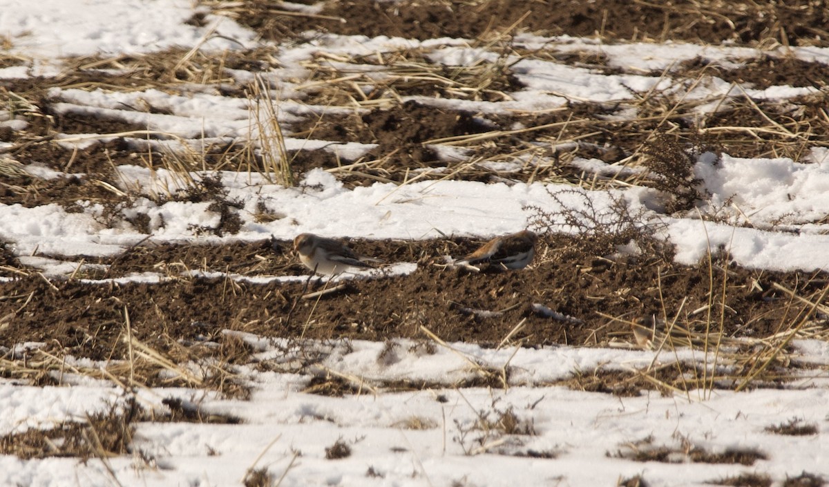 Snow Bunting - ML543530921