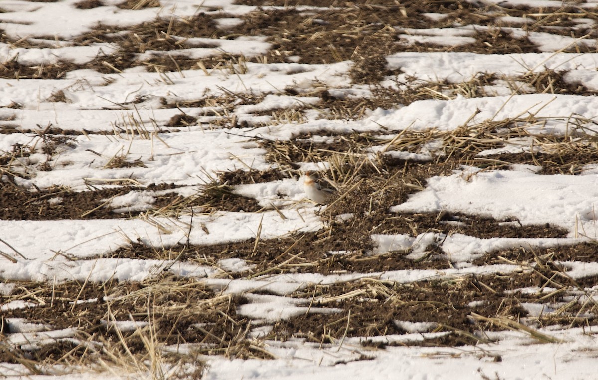 Snow Bunting - ML543530931