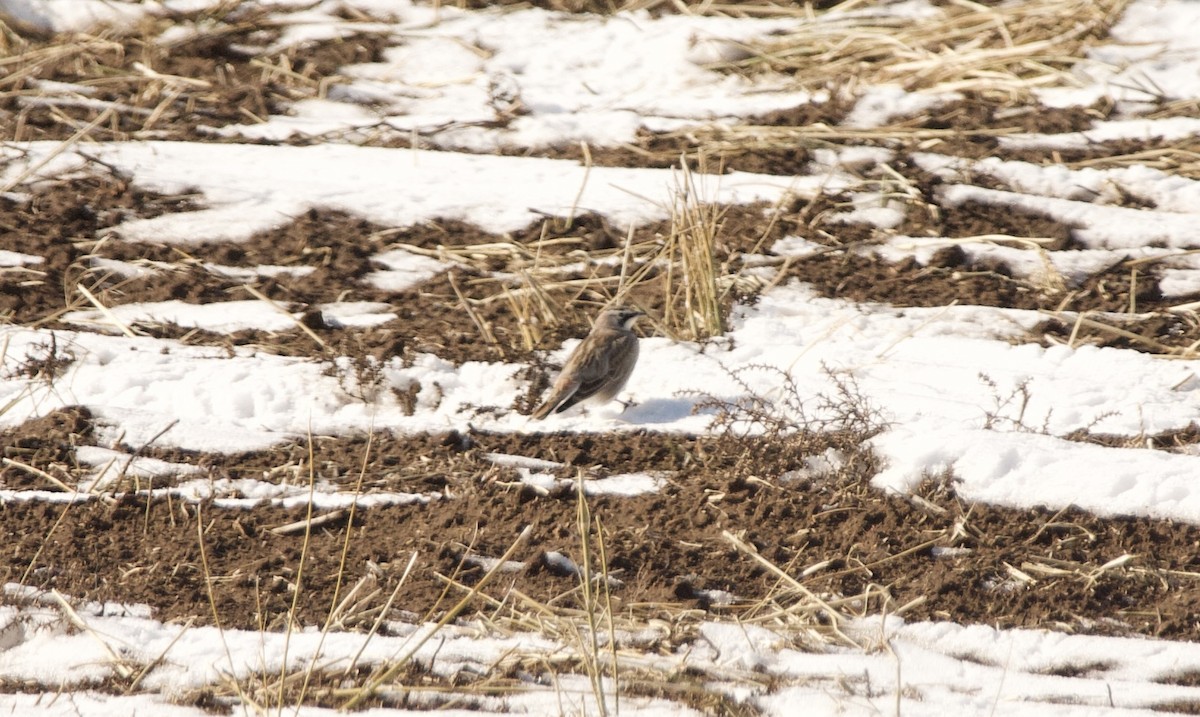 Horned Lark - Caleb Hancock