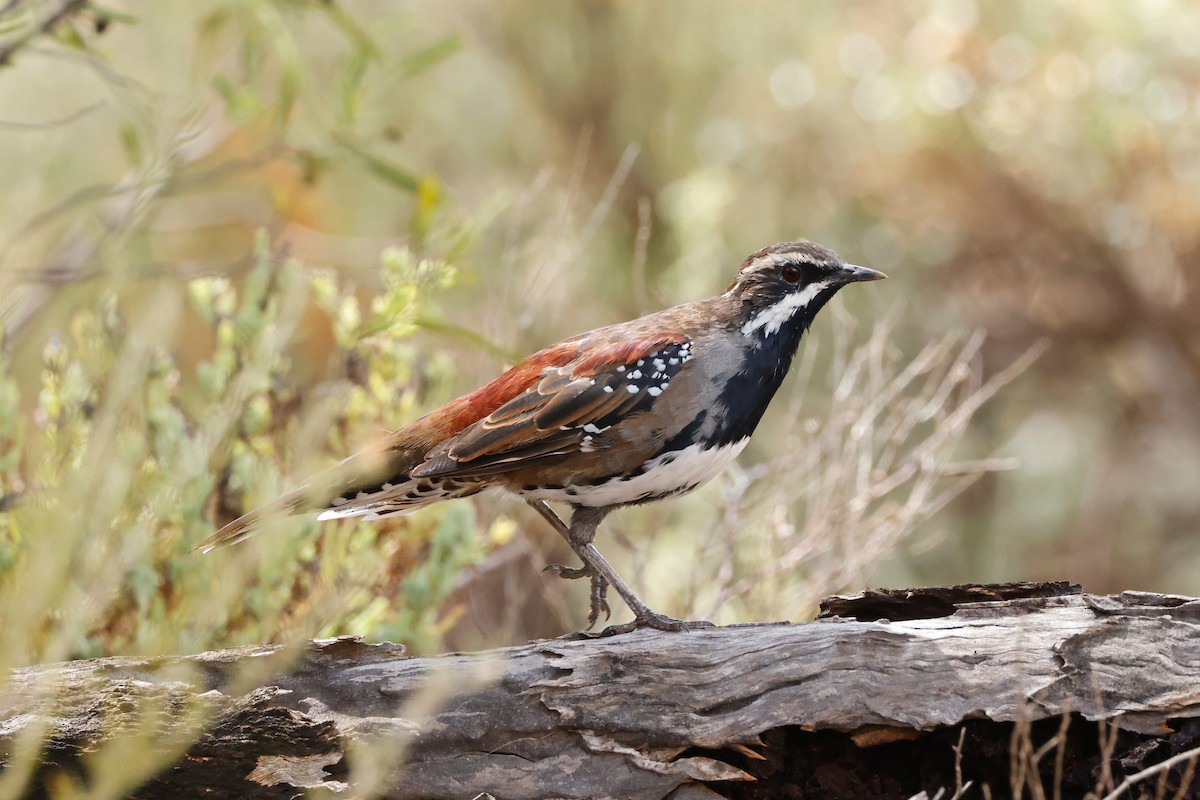 Chestnut Quail-thrush - ML543532141