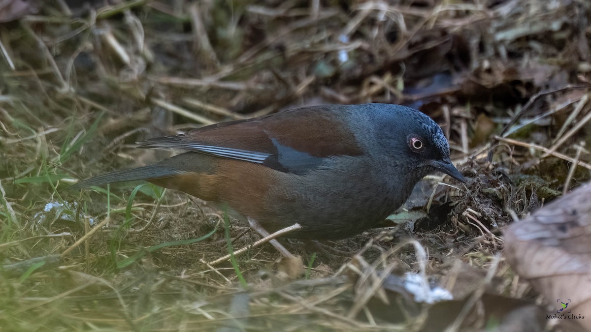 Maroon-backed Accentor - ML543532171