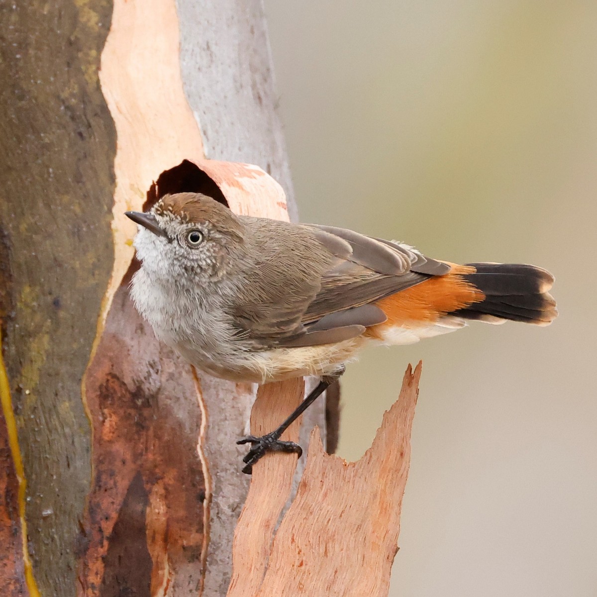Chestnut-rumped Thornbill - ML543532431