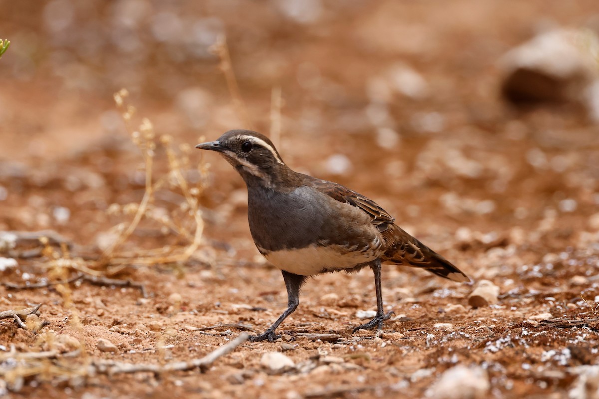 Chestnut Quail-thrush - ML543532491