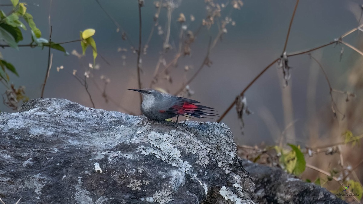 Wallcreeper - ML543532631