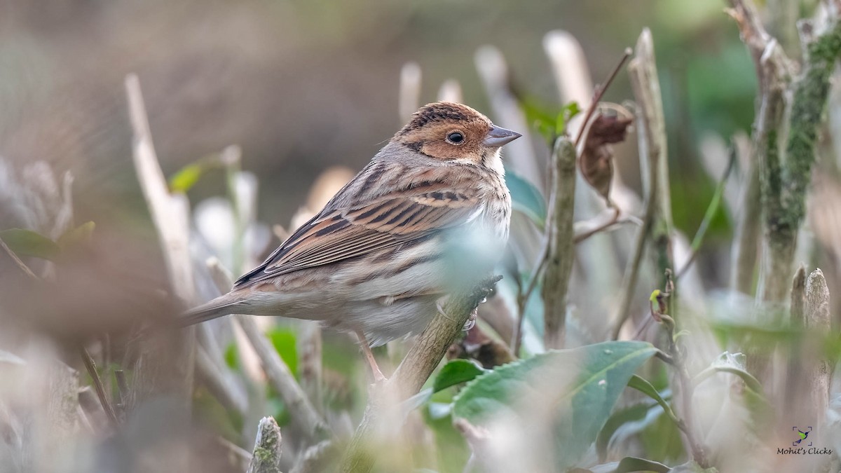 Little Bunting - ML543532701