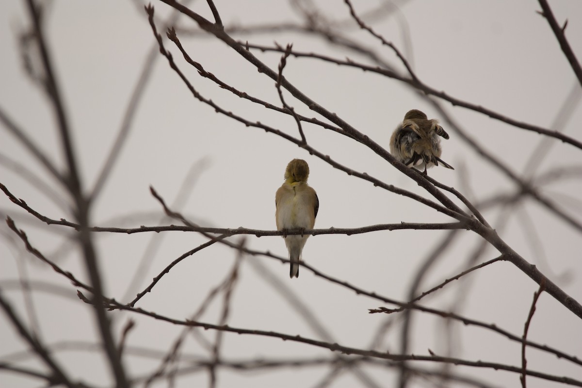 American Goldfinch - ML543533131