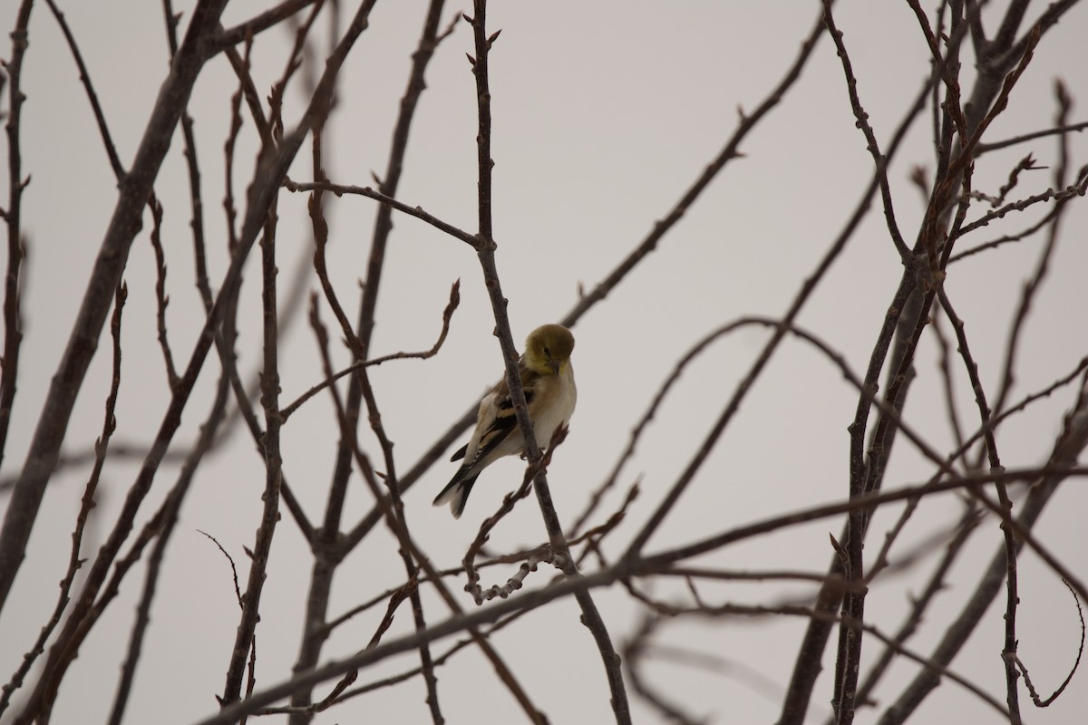 American Goldfinch - ML543533151