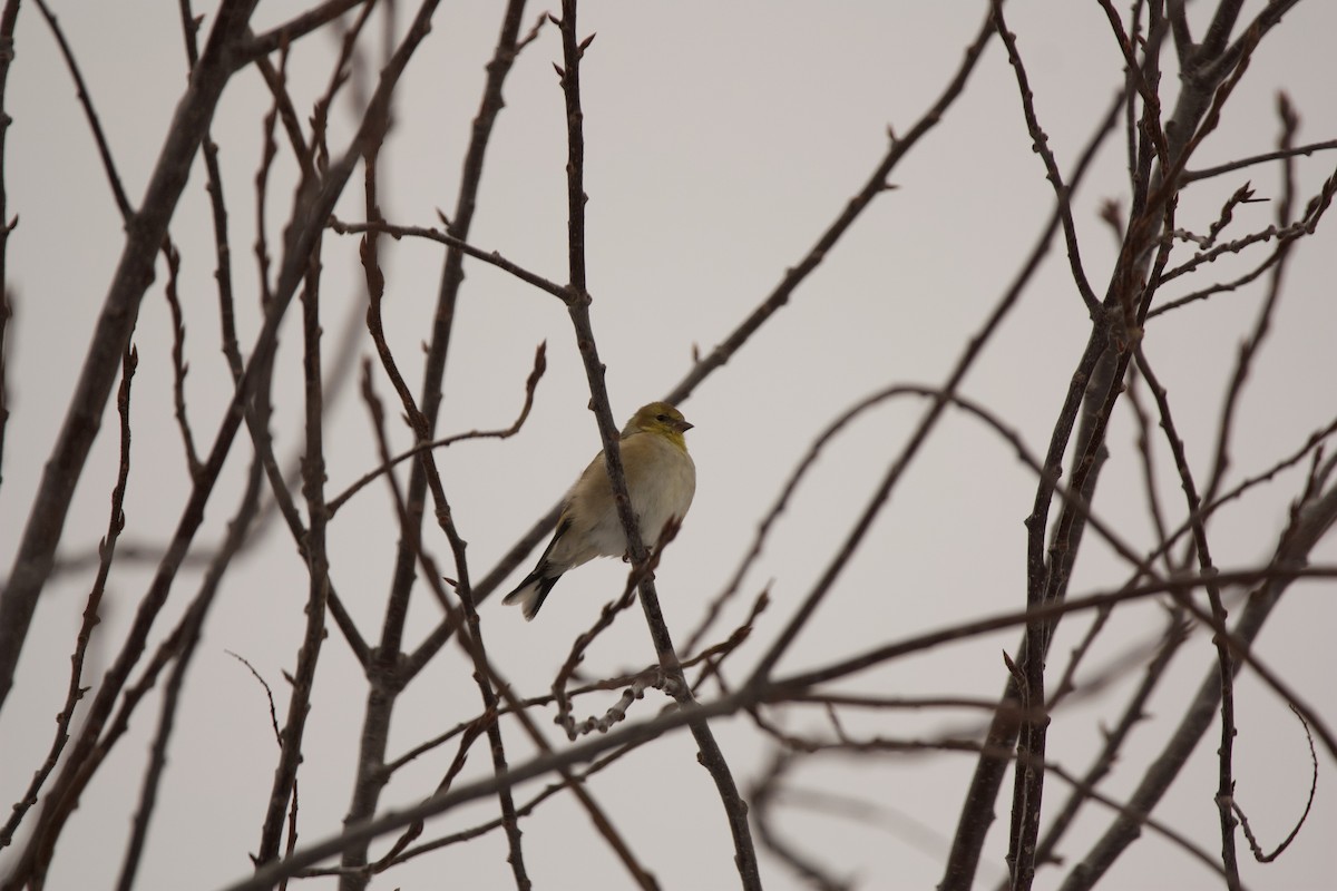 American Goldfinch - ML543533161