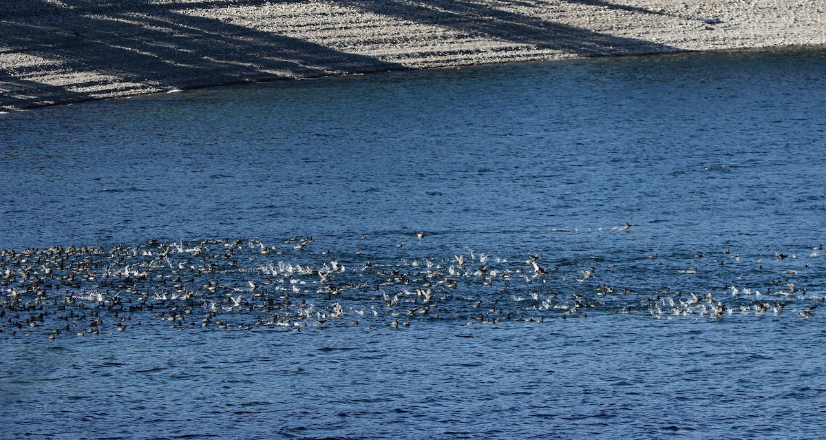 American Coot - ML543534591