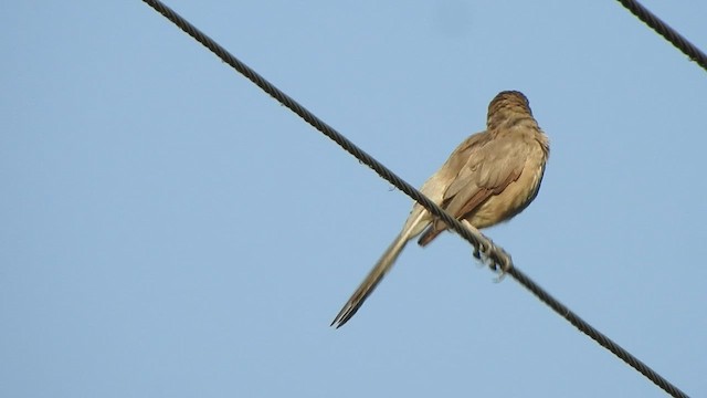 Large Gray Babbler - ML543534851