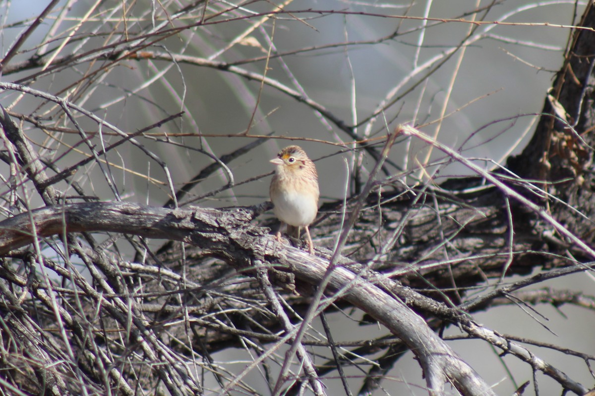 Grasshopper Sparrow - ML543535391