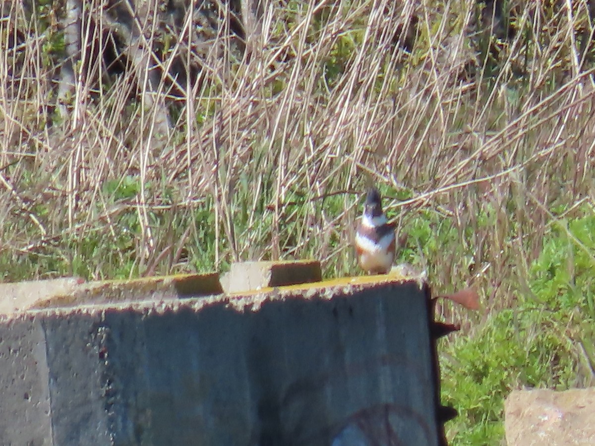 Belted Kingfisher - ML543535651