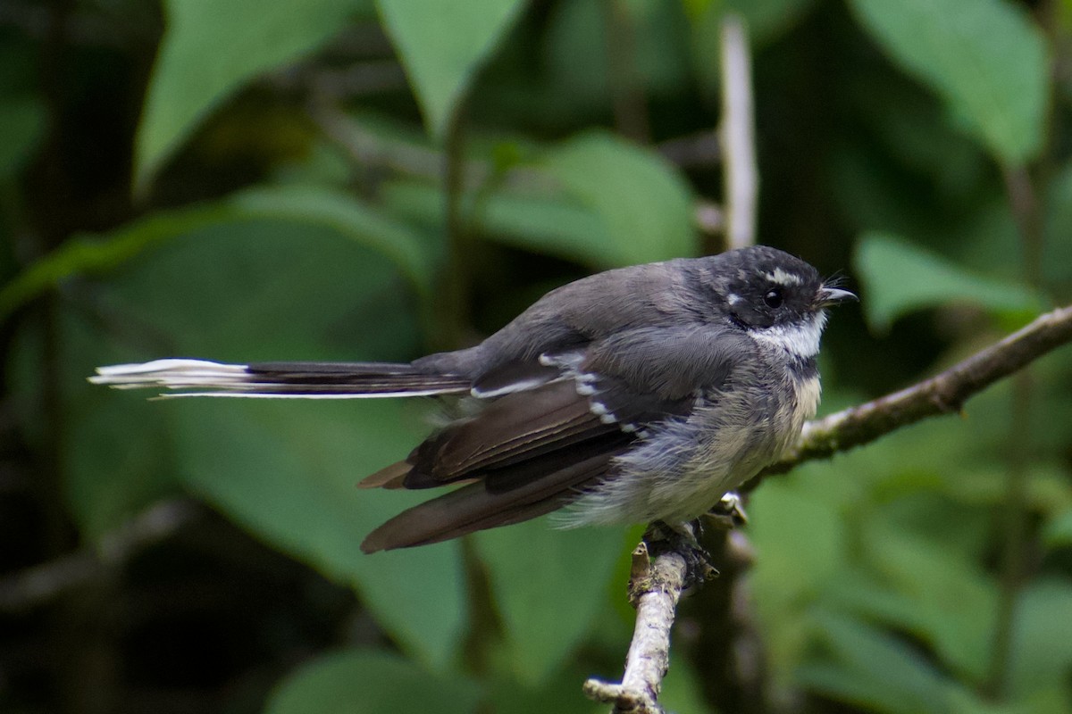 Gray Fantail - Lance Rathbone