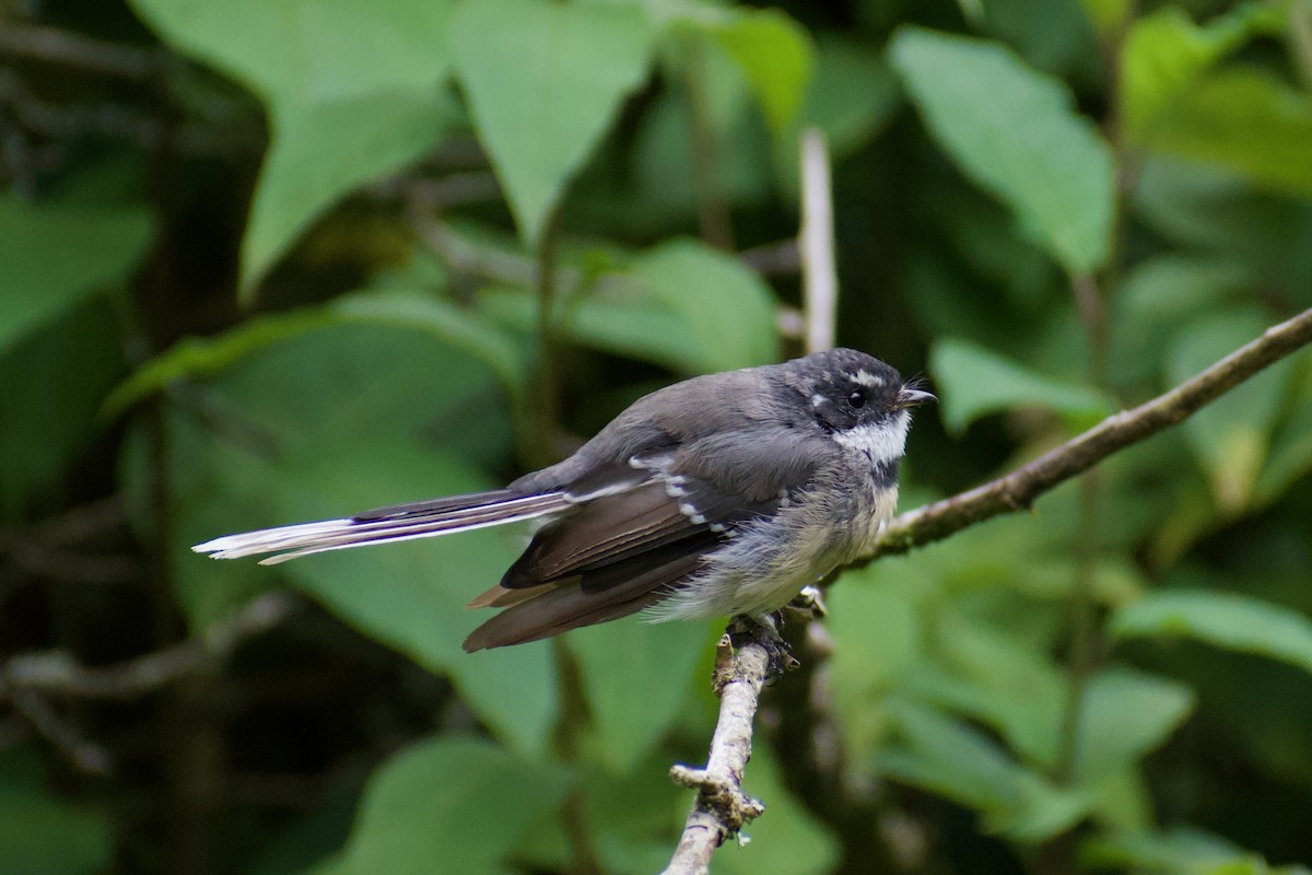 Gray Fantail - Lance Rathbone