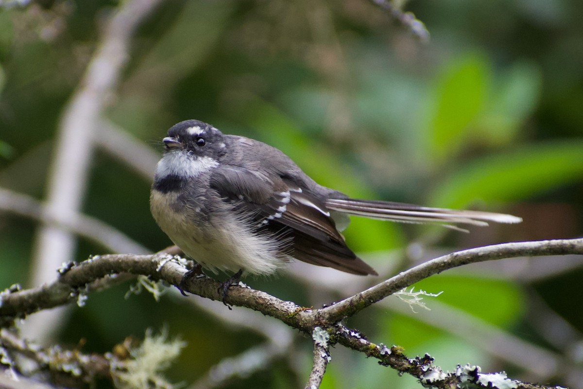 Gray Fantail - Lance Rathbone