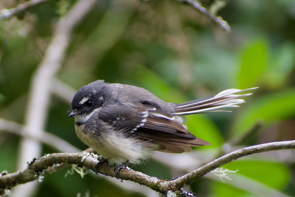 Gray Fantail - Lance Rathbone