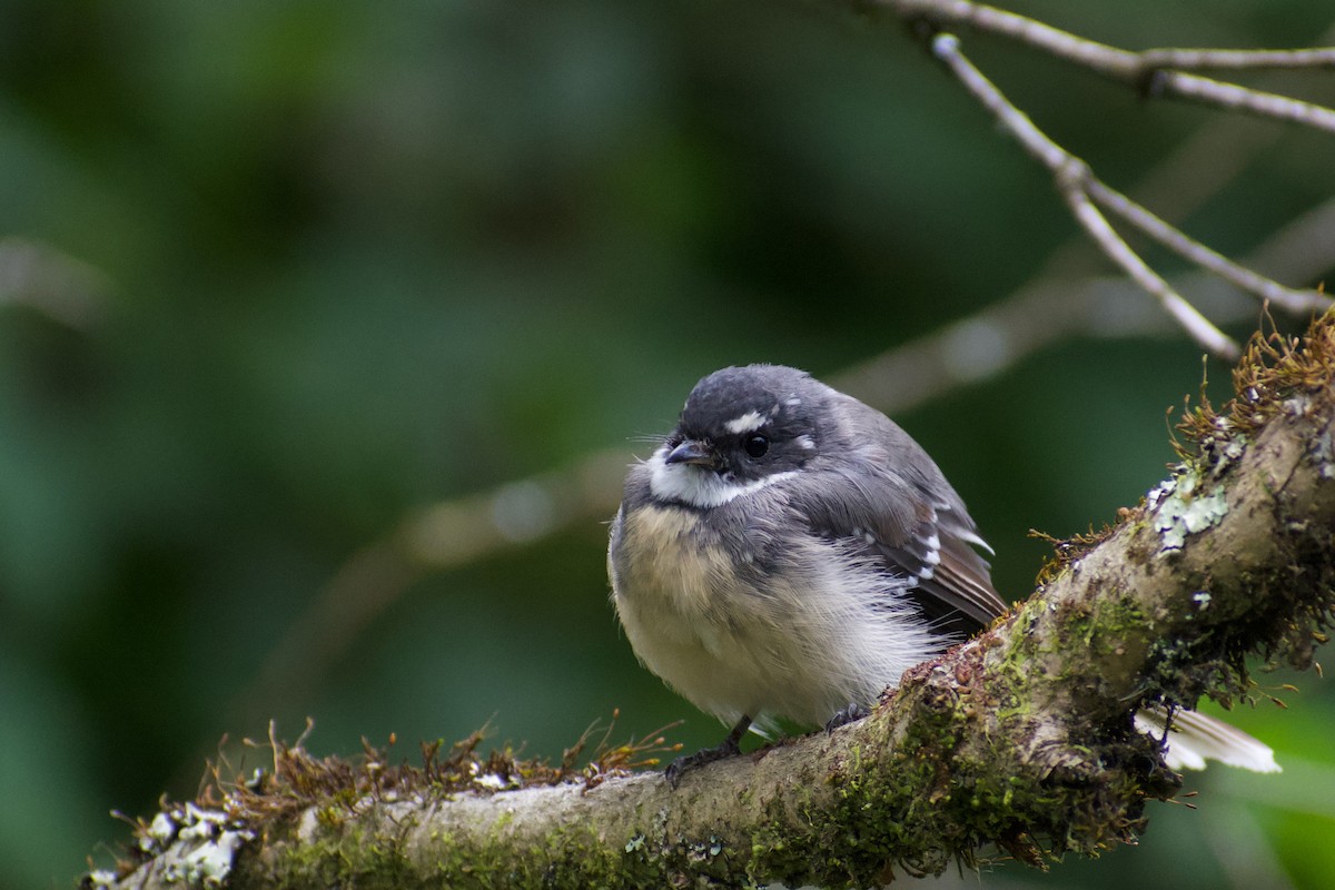 Gray Fantail - ML543535921