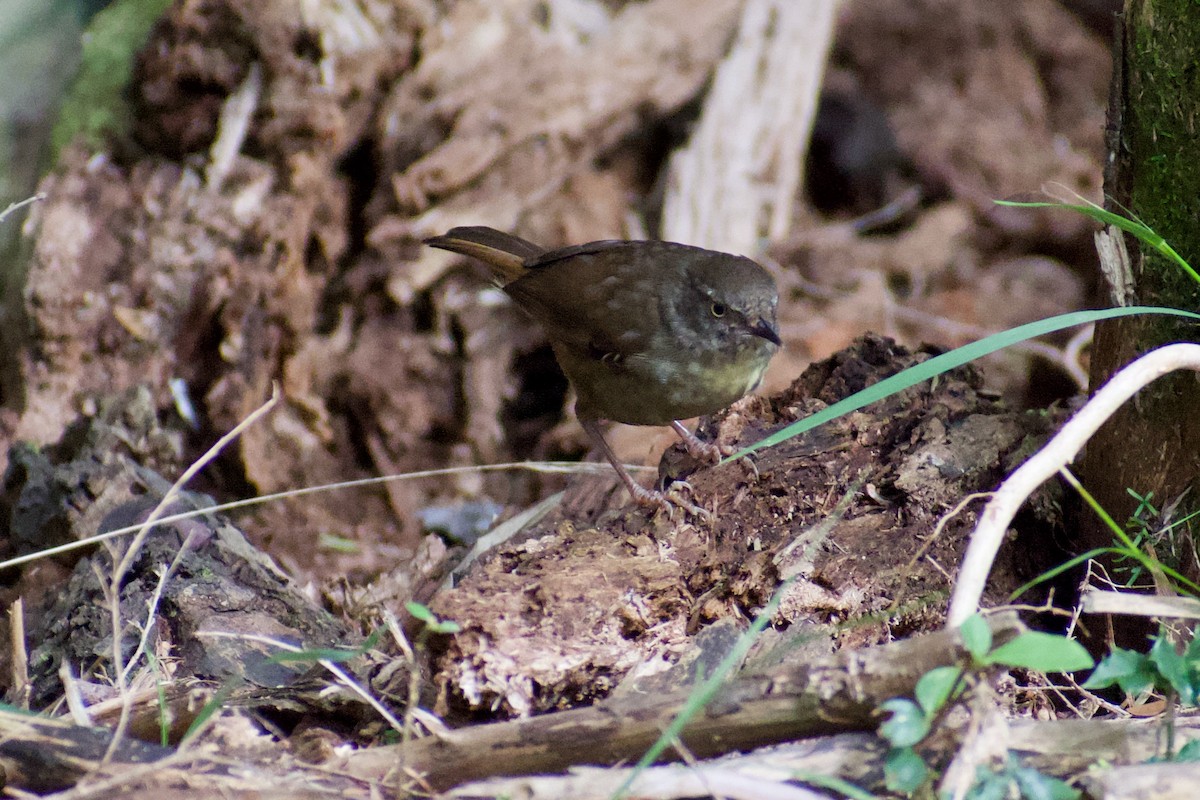 White-browed Scrubwren - ML543535981