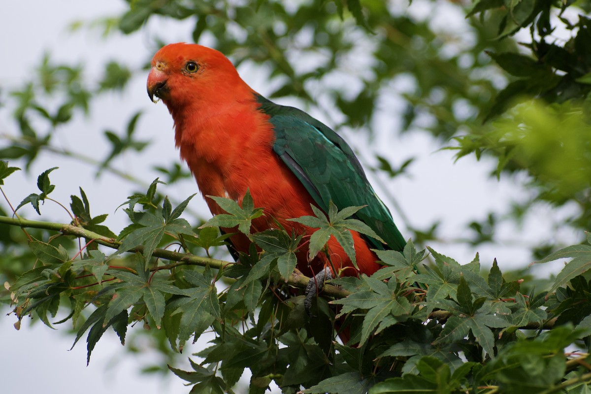 Australian King-Parrot - Lance Rathbone