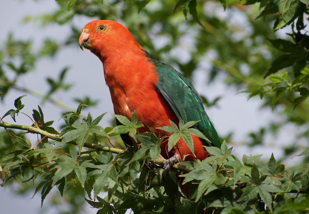 Australian King-Parrot - Lance Rathbone